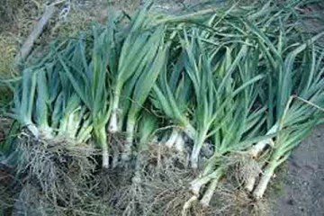 லீக்ஸ் திருடிய இருவர் கைது