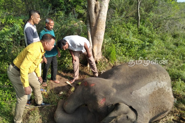 லொறியுடன் மோதி விபத்துக்குள்ளாகி யானை உயிரிழப்பு(Photos) | Elephant Killed In Collision With Truck