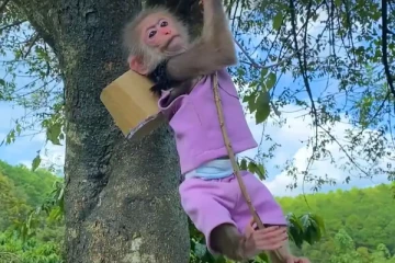 மனித குரங்கா இருக்குமோ...! திரைப்படங்களையும் மிஞ்சிய செயல்! மில்லியன் பேரை வாய்பிளக்க வைத்த காட்சி