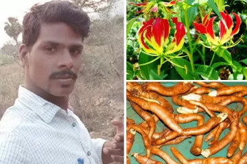 செங்காந்தள் பூ கிழங்கை சாப்பிட்ட இளைஞர் மரணம்! மருத்துவர்கள் சொல்வது என்ன?