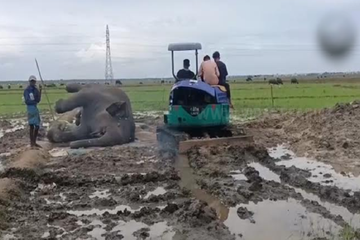 சம்மாந்துறையில் நோய்வாய்ப்பட்ட நிலையில் உயிரிழந்த காட்டு யானை | Wild Elephant Dies After Falling Ill சம்மாந்துறையில் நோய்வாய்ப்பட்ட நிலையில் உயிரிழந்த காட்டு யானை | Wild Elephant Dies After Falling Ill