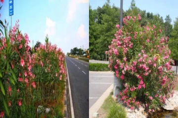 நெடுஞ்சாலை நடுவே அரளிச்செடி வளர்ப்பதற்கு இது தான் காரணமா?