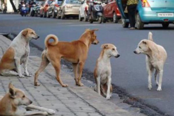 இலங்கையில் இரண்டு மில்லியனை தாண்டிய தெரு நாய்களின் எண்ணிக்கை | The Number Of Stray Dogs Is Increasing In Srilanka இலங்கையில் இரண்டு மில்லியனை தாண்டிய தெரு நாய்களின் எண்ணிக்கை | The Number Of Stray Dogs Is Increasing In Srilanka