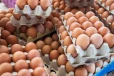 நாட்டில் மீண்டும் முட்டையின் விலை உயர்வு