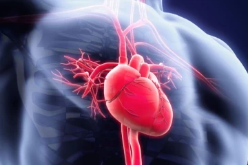 ගුරුත්වාකර්ෂණයට එරෙහිව පාදවලට රුධිරය පොම්ප කිරීමට තරම් හදවත කෙතරම් ශක්තිමත් ද?