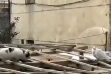 பார்வை இல்லாத புறாவை தாக்க வந்த பூனை...அடுத்த நொடியே ஏற்பட்ட திடீர் திருப்பம்!