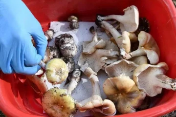 காளான் கறி சாப்பிட்ட மூவர் உயிரிழப்பு; பெண் கைது!