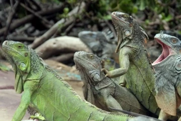 தைவானில் 1.2 லட்சம் பச்சோந்திகளை கொல்ல அரசாங்கம் உத்தரவு