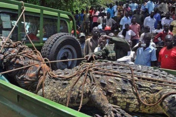 80 பேரை கொன்ற ராட்சச முதலையை பிடித்த வனவிலங்கு அதிகாரிகள்!