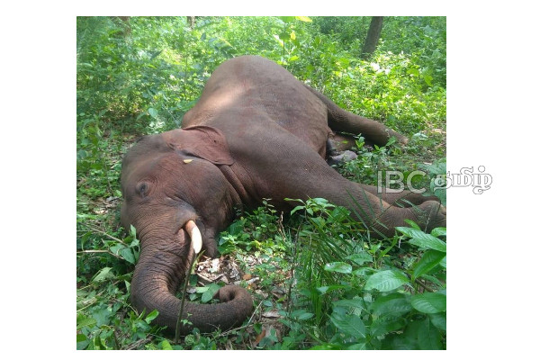 நாளொன்றுக்கு ஒரு யானையாவது இறக்கிறது - ஊடக சந்திப்பில் சமூக ஆர்வலரால் அவிழ்க்கப்பட்ட உண்மைகள் | At Least One Elephant Death Reported Per Day