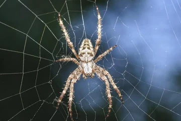 வீட்டில் சிலந்தி வலை பின்னி இருந்தால் ஆபத்தா?