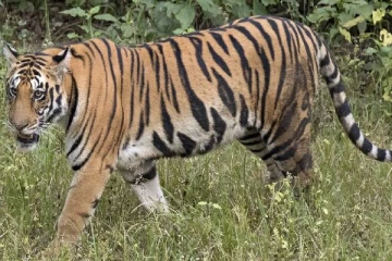 கழிவறைக்கு சென்றவருக்கு புலியால் நேர்ந்த கதி...தேடுதல் பணியில் அதிகாரிகள்