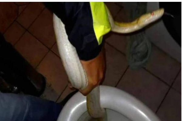 நள்ளிரவில் வீட்டு கழிவறையில் தானாக தண்ணீர் Flush ஆகும் சத்தத்தை கேட்டு அங்கு வந்த நபர் கண்ட காட்சி! பயத்தில் நடுங்கிய உடல் | Snake Flushed The Toilet Water Man Shocked