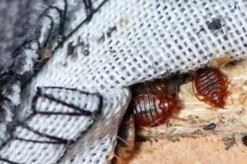 තවත් භයානක වසංගතයක් පැතිර යයි..!