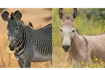 வரிக்குதிரையாக மாறிய கழுதை..உயிரியல் பூங்காவில் நடந்த சம்பவம் -இதுதான் காரணம்!