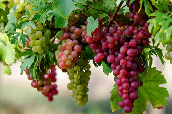 எடை இழப்புக்கு உதவும் சிவப்பு திராட்சை | Red Grapes Help In Weight Loss