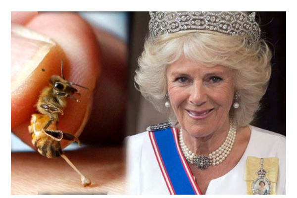 தேனீக்களின் விஷத்தை முகத்தில் பூசிக்கொள்ளும் இங்கிலாந்து ராணி! காரணம் என்ன தெரியுமா? | Camilla Used Bee Venom Reducing Age Effect