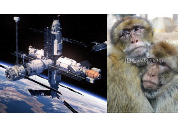 china-sending-monkeys-sex