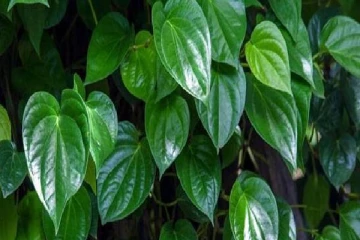 சந்தையில் கடுமையாக அதிகரித்த வெற்றிலையின் விலை