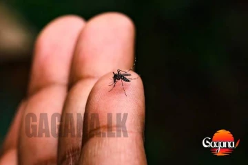 චිකුන්ගුන්යා ද? - ඇඟපත වේදනාවට වේදනා නාශක ගත්තොත් ප්‍රතිඵලය දරුණුයි