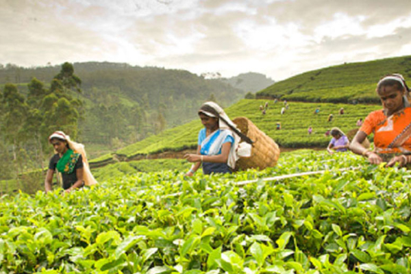 புலம்பெயர் தமிழர்களிடம் காணி கேட்ட மனோ! அர்ச்சுனாவின் அறிவுரை | Archchuna Ramanathan Mano Ganesan புலம்பெயர் தமிழர்களிடம் காணி கேட்ட மனோ! அர்ச்சுனாவின் அறிவுரை | Archchuna Ramanathan Mano Ganesan
