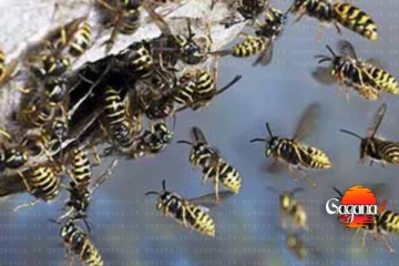 බඹරු ඇන සිසුන් 6 ක් ඇතුළු 8ක් රෝහලේ