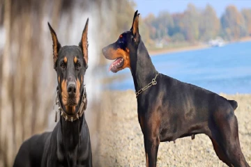 டாபர்மேன் நாய்களின் வால்கள் ஏன் வெட்டப்படுகிறது தெரியுமா?