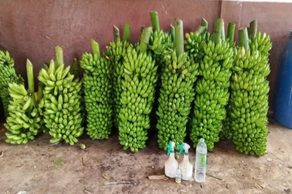 யாழ் திருவிழாவில் அன்னதானத்துக்கு விஷம் கலந்த வாழைக்குலைகள் ; நீதிமன்றம் அதிரடி தீர்ப்பு | Poison Laced Bananas For Jaffna Food Donation