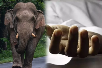 முல்லைத்தீவில் வயலுக்கு சென்ற இளைஞன் யானை தாக்கி உயிரிழப்பு