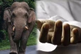 முல்லைத்தீவில் வயலுக்கு சென்ற இளைஞன் யானை தாக்கி உயிரிழப்பு