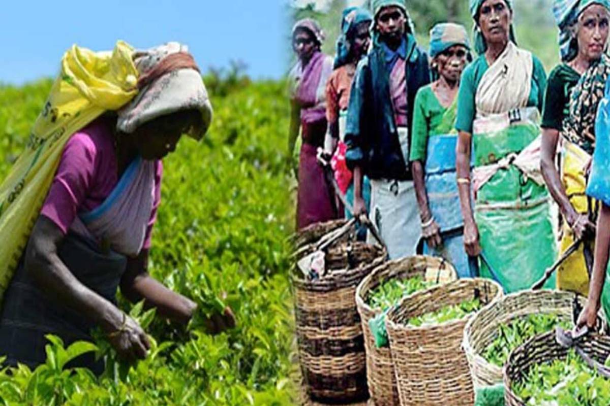 மலையக மக்களின் எழுச்சிக்கு உதவிய தமிழ்க் கூட்டணி - டக்ளஸ் தேவானந்தா சுட்டிக்காட்டு | Douglas Criticism Of The Alliance Tamil Parties மலையக மக்களின் எழுச்சிக்கு உதவிய தமிழ்க் கூட்டணி - டக்ளஸ் தேவானந்தா சுட்டிக்காட்டு | Douglas Criticism Of The Alliance Tamil Parties