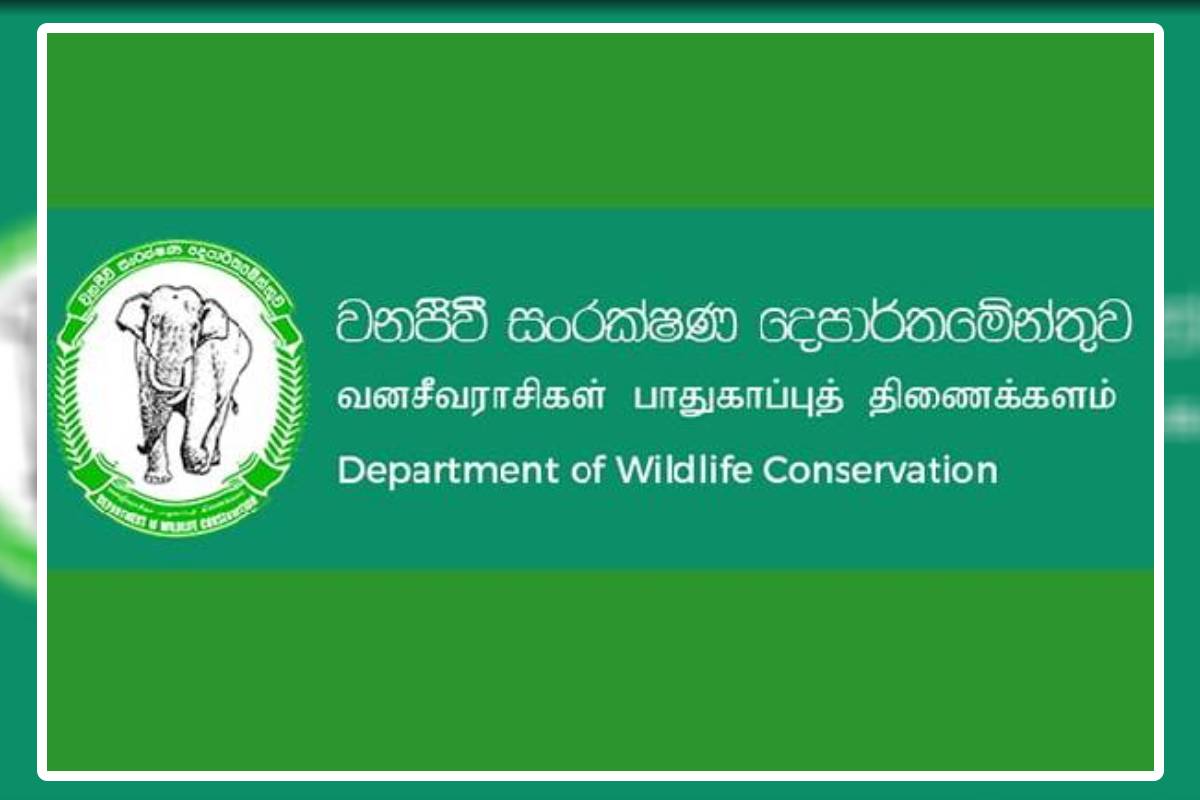 மின்கம்பியில் சிக்கி இரண்டு யானைகள் உயிரிழப்பு | Rabawa Electric Wire Shock Two Elephants Died மின்கம்பியில் சிக்கி இரண்டு யானைகள் உயிரிழப்பு | Rabawa Electric Wire Shock Two Elephants Died