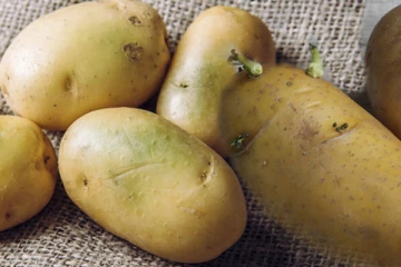 කොළ පාට වූ සහ පැල වූ අර්තාපල් ආහාරයට ගැනීම අනතුරුදායකද?