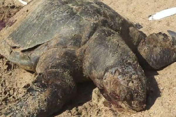 கொழும்பு கடற்கரையில் இறந்து கரை ஒதுங்கும் ஆமைகள் | Unusually Turtle Bodies Pile Up On The Beach