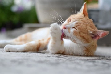 இரசாயன தொட்டியில் விழுந்த பூனை; ஃபுகுயாமா மக்களுக்கு எச்சரிக்கை