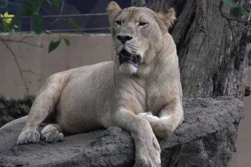 தெஹிவளை தேசிய பூங்காவில் சிங்கத்திற்கு கொவிட் - திடீரென உயிரிழந்த ஸீப்ரா