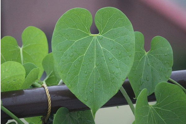 நீரிழிவு கொல்லி… சுகரை ஓட ஓட தாக்கி அழிக்கும் பானம்! | From Fighting Dengue To Diabetes