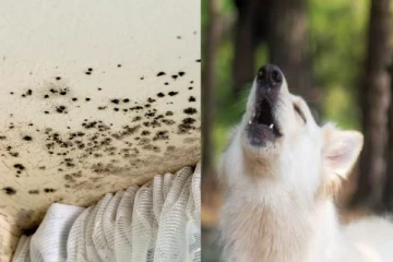 வீட்டில் கெட்ட நேரம் இருப்பதை உணர்த்தும் அறிகுறிகள்