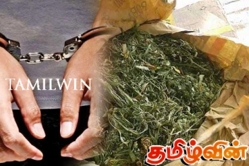 மன்னாரில் 8 இலட்சம் பெறுமதியான கஞ்சாவுடன் நபர் ஒருவர் கைது