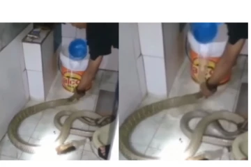 குழந்தையை குளிப்பாட்டுவது போல் ராஜ நாக பாம்பை குளிப்பாட்டிய நபர் - வைரலாகும் அதிர்ச்சி வீடியோ