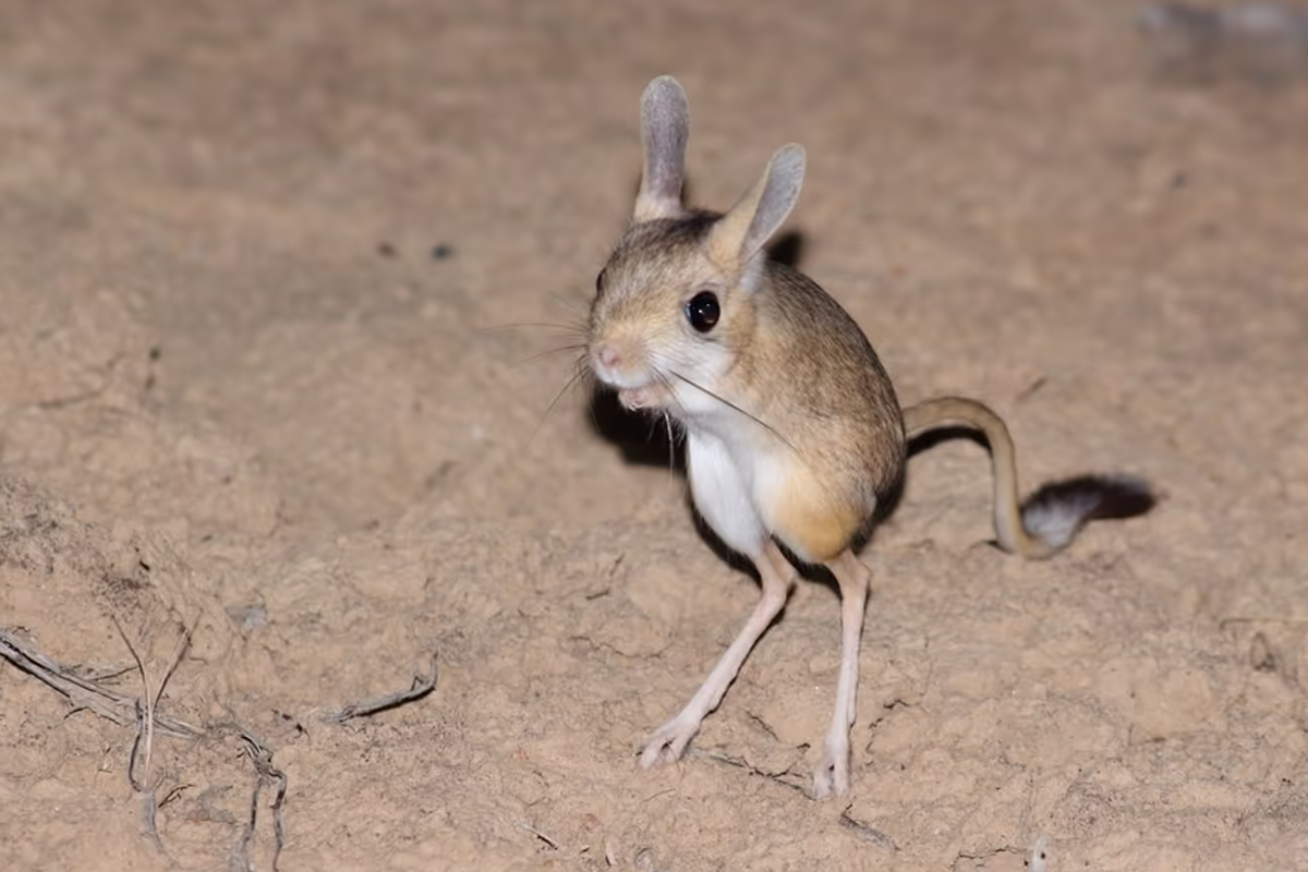 தன் வாழ்நாளில் ஒரு சொட்டு தண்ணீர் கூட குடிக்காத விலங்கு.., எது தெரியுமா? | Which Animal Never Drinks Water In Its Lifetime