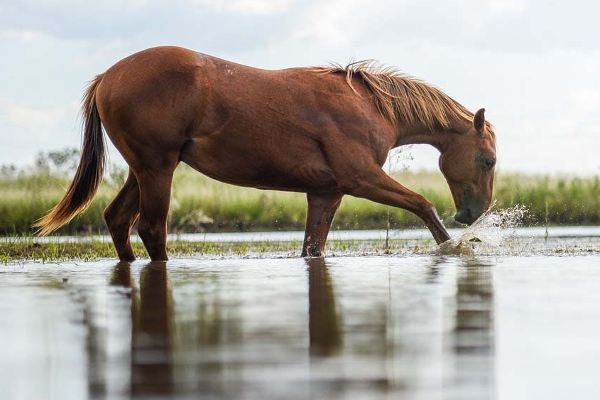 நீங்க தொட்டதெல்லாம் பொன்னாக வேண்டுமா? பறவைகளின் இந்த செயலை மட்டும் செய்தாலே போதும் | Many Real Facts In Life Animals True