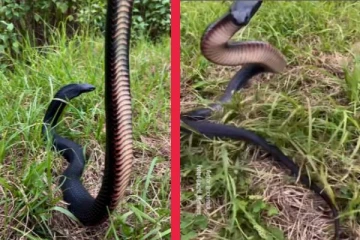 கொடிய விஷம் கொண்ட red bellied black பாம்பின் வாலை பிடித்து இழுத்த நபர்... இறுதியில் நேர்ந்த கதி