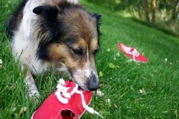 நாய் உங்கள் செருப்பை அடிக்கடி கடிக்கிறதா? அப்போ இதுதான் காரணம் - தெரிஞ்சுகோங்க!