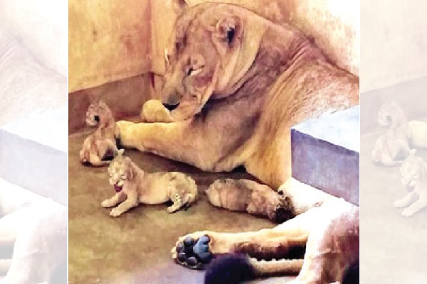 மீண்டும் குட்டிகளை ஈன்றது சிங்கம் சீனா | Lioness Sheena Delivers Again