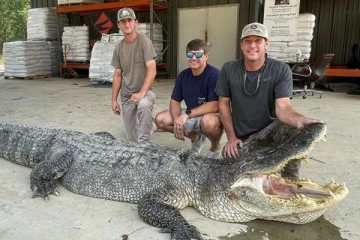 14 அடி நீள முதலையை ஏழு மணி நேரம் போராடி பிடித்த வேட்டைக்காரர்கள்