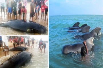 திடீரென கரையொதுங்கிய திமிங்கிலங்கள் - கடற்கரையை சூழ்ந்த மக்கள் கூட்டம்(காணொளி)