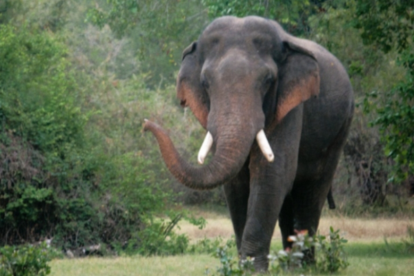 கணவனின் கண் முன்னே மனைவிக்கு நேர்ந்த துயரம் ; சொந்த நிலத்தில் பிரிந்த உயிர் | Horror Strikes Wife In Front Of Husband