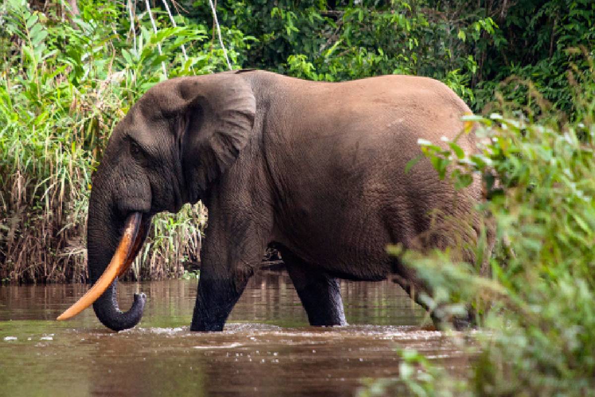 சுண்டிக்குளம் பகுதியில் யானைகள் அட்டகாசம் : தென்னைகள் நாசம் | Elephants Rampage In The Chundikulam Area