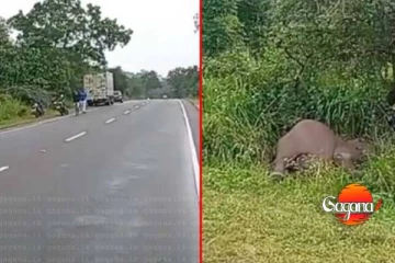 පාර මාරු වුණු වනඅලියා වෑන් රථයක ගැටී මරුට